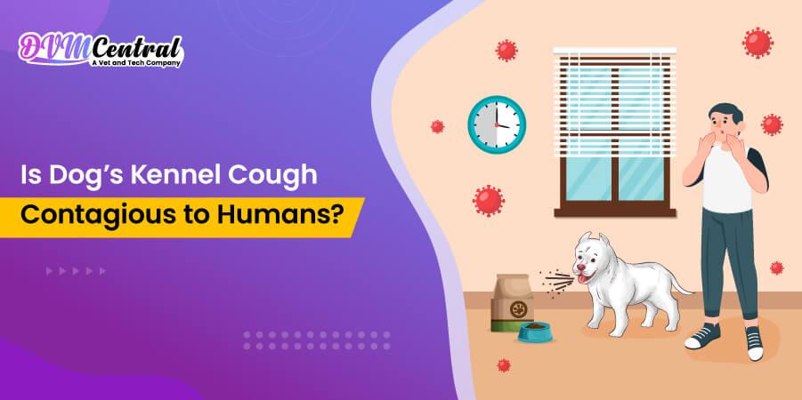 Is Dog’s Kennel Cough Contagious to Humans?