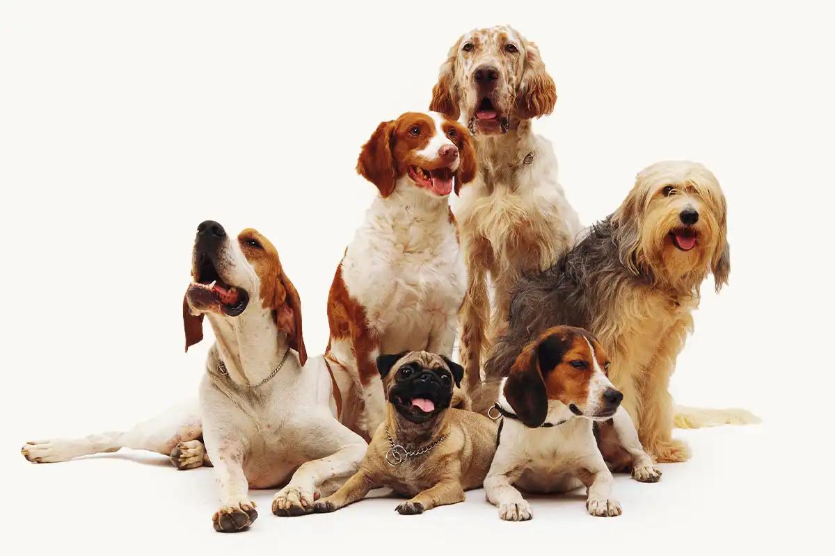 DogtorRx
