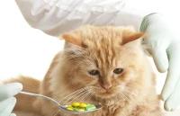 Medication for Cats