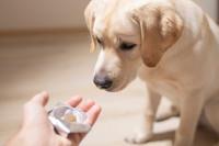 Medication for Dogs