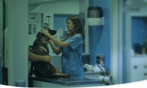 DVM Solutions
