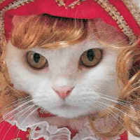 Fashion Forward Feline