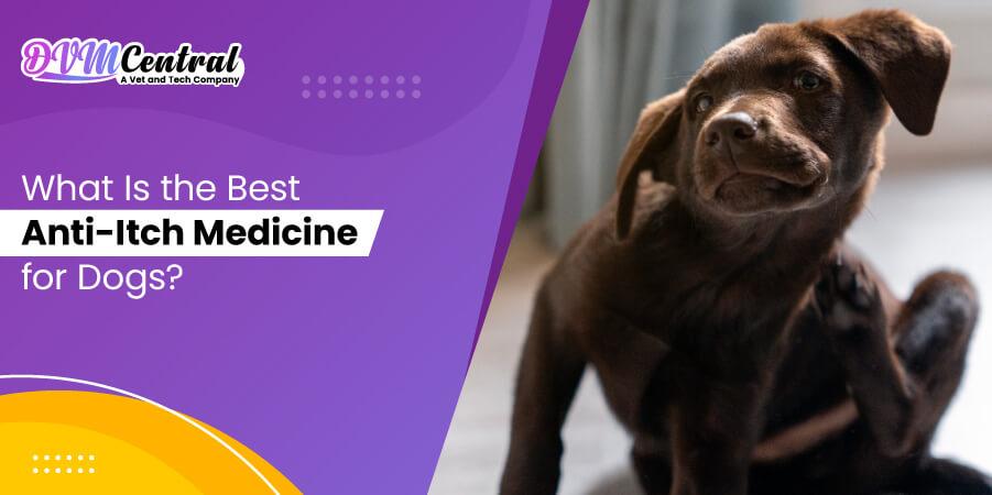 What Is the Best Anti-Itch Medicine for Dogs?
