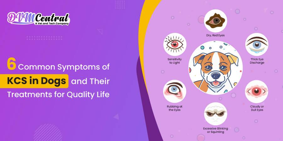 6 Common Symptoms of KCS in Dogs and Their Treatments for Quality Life