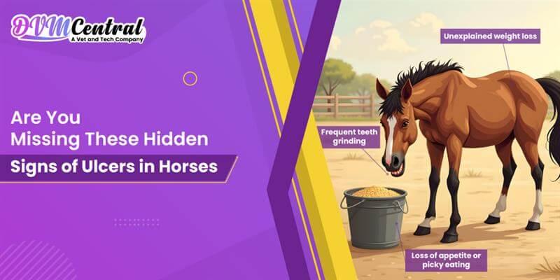 Are You Missing These Hidden Signs of Ulcers in Horses?