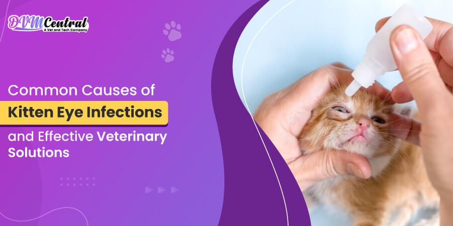 Common Causes of Kitten Eye Infections and Effective Veterinary Solutions