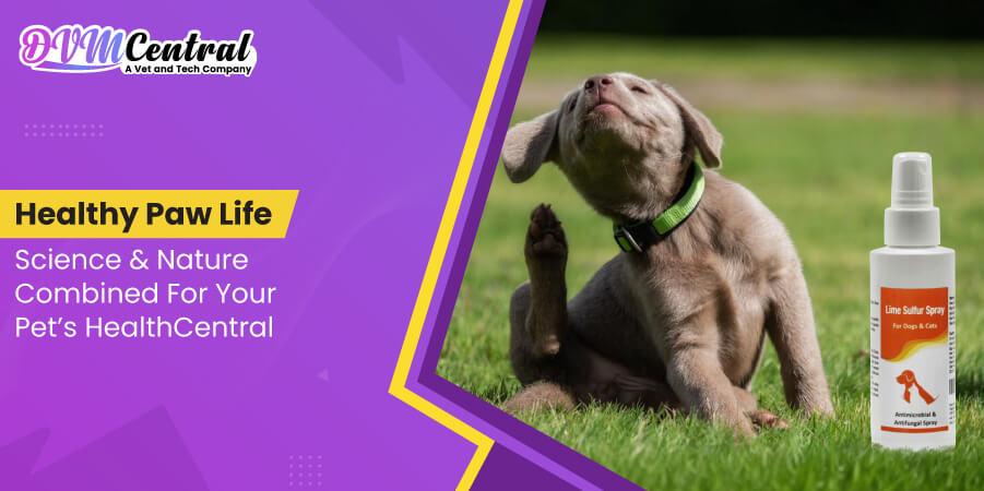 Healthy Paw Life: Science and Nature Combined for Your Pet’s Health