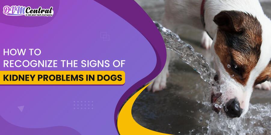 How to Recognize the Signs of Kidney Problems in Dogs