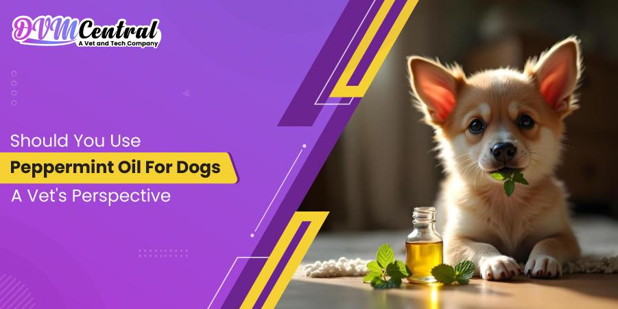 Should You Use Peppermint Oil for Dogs? A Vet's Perspective