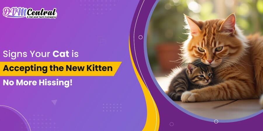Signs Your Cat is Accepting the New Kitten — No More Hissing!