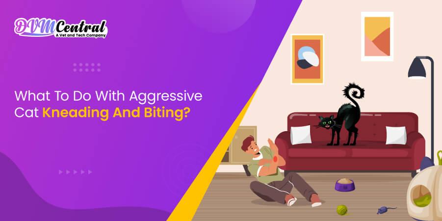 What to Do with Aggressive Cat Kneading and Biting