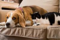 Diabetes Medications for Dogs and Cats