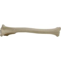 Canine Tibia Right