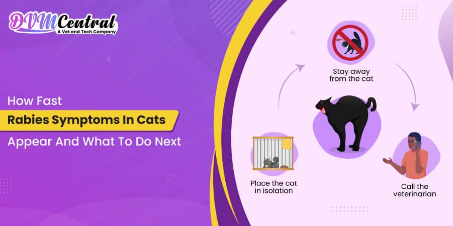 What Should You Do If Rabies Symptoms in Cats Appear?